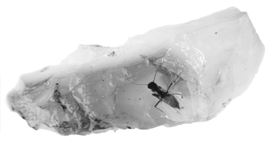 打开演化学关键期新“窗口”  亿万年前“细长弹尾虫”琥珀折射古老生态状况