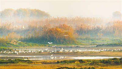 为世界湿地保护修复贡献中国智慧